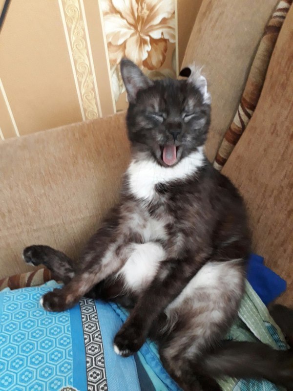 When the owner wakes you up for dinner. - cat, My, My, Yawn