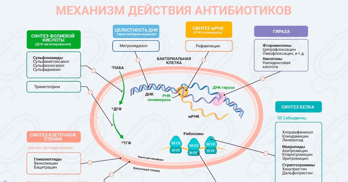 Синтез бактерий. Механизм действия антибиотиков схема. Механизм антимикробного действия антибиотиков. Механизм действия антибиотиков на микробную клетку. Механизм действия антибиотиков на бактериальную клетку.