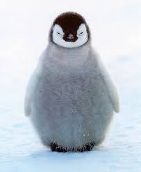 Everyone loves penguins. It's a good start - Penguins, Fluffy, , Milota, Nyasha