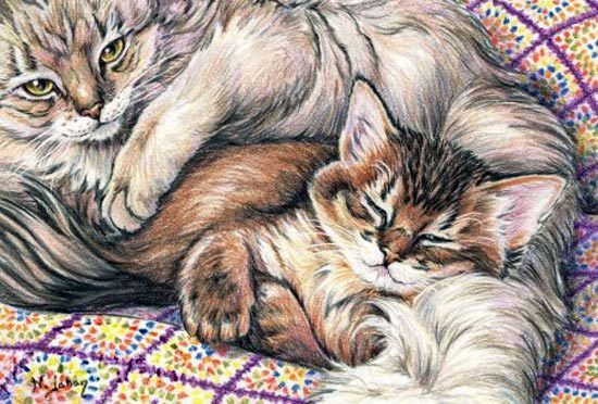 Author: Nicole Jahan - cat, Relaxation, Petersburg cats