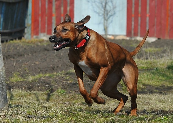 Who is Ridgeback - Rhodesian Ridgeback, Puppies, Стрим