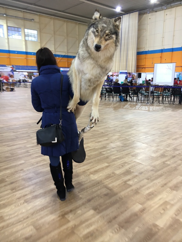 When you are a woolly wolf with mighty paws, but you need to go home - Wolf, My, Wool Wolf, Scarecrow