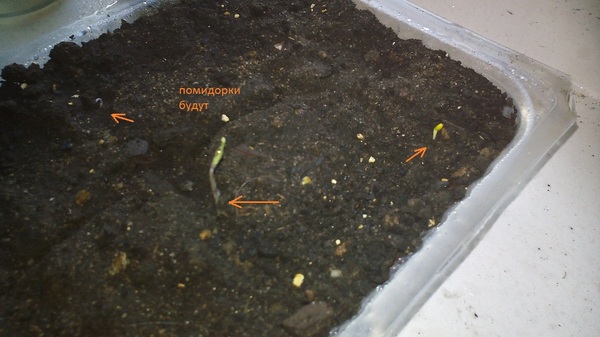 Another window sill sadist - My, Plants, Garden, Greenery on the windowsill, Longpost, Vegetable garden on the windowsill