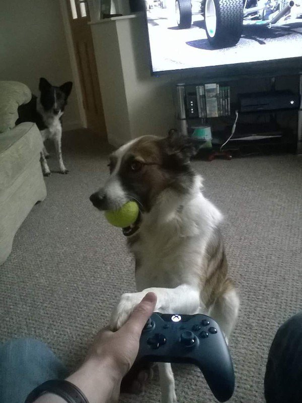 Would you like to give us some time? - Dog, Ball, Computer games, Pets