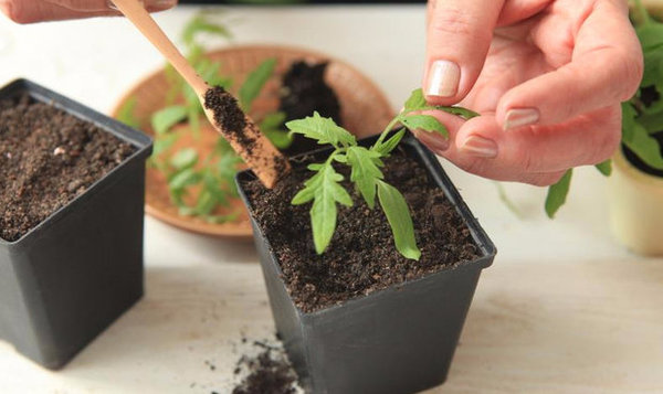 Можно ли выращивать рассаду томатов в торфяных горшочках?
