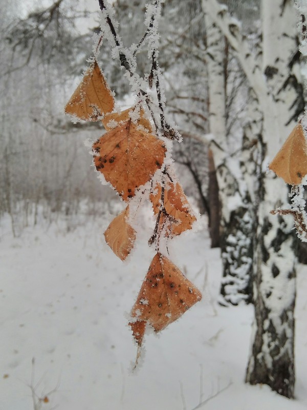 Winter is a wonderful season - Nature, My, Winter, White birch