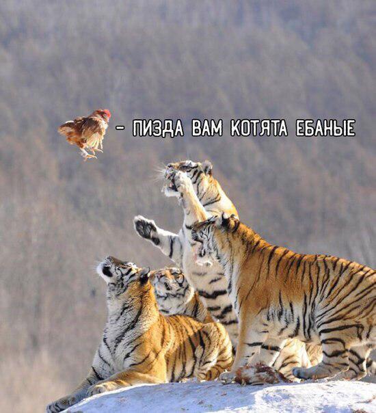 fearless birds - Hen, Tiger, Humor, Mat