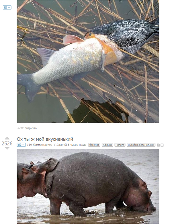 Рыба бегемот. Бегемот под водой. Бегемот. Бегемот под водой. Животные мирового океана.