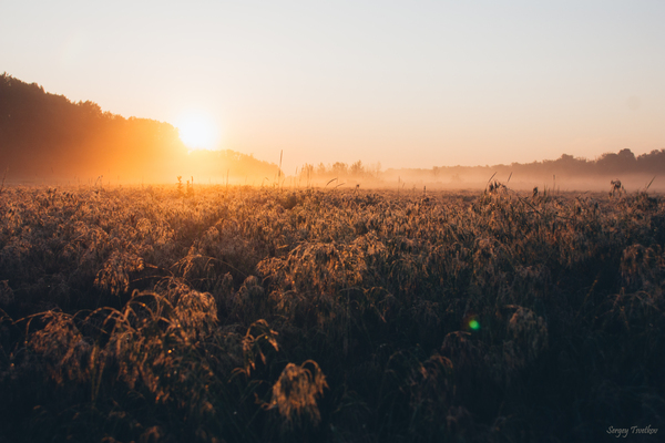 Coastal vegetation of the Don river - My, My, The photo, Nature, dawn, Landscape, Russia