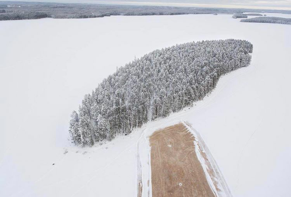 Кусочек леса