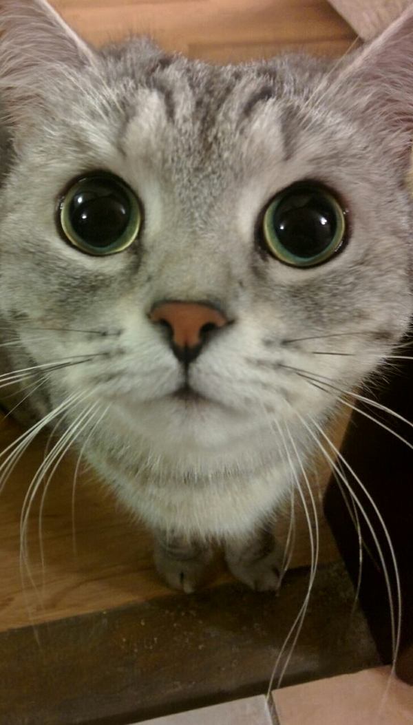 hypno cat - My, cat, 