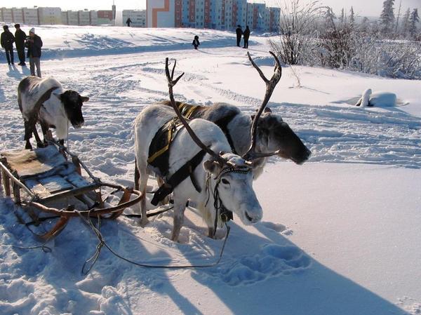 Оленина по-якутски с черносливом. Оленина, Мясо, Мультиварка, Кулинария, Еда, Длиннопост