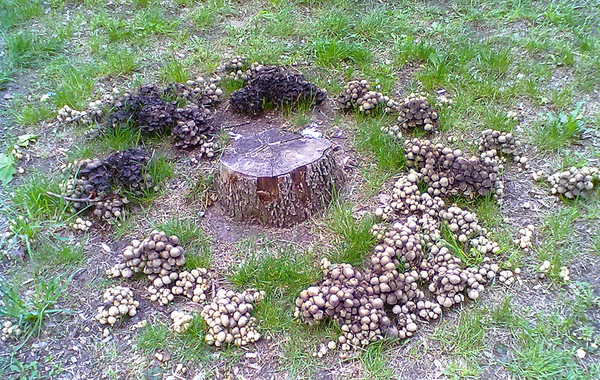 Witch circle - Mushrooms, The photo, My, Mycelium, Witch circle