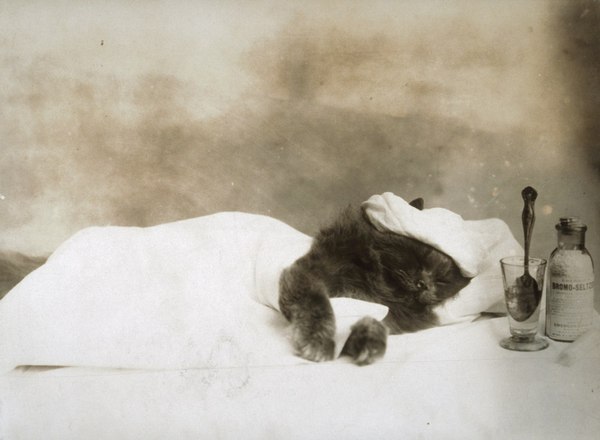 The cat is sick, 1903. - Animals, cat, The photo, Interesting, Past, 20th century
