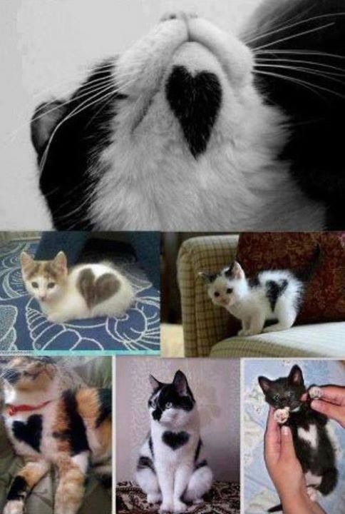 Loving cats - cat, Pet, Animals, Pussy, Heart, Pets
