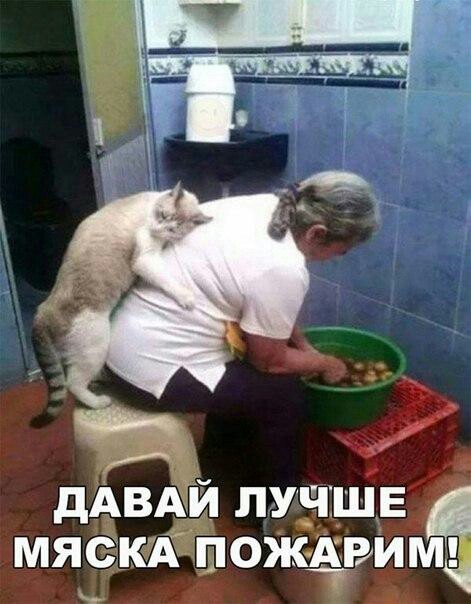 best advisor) - In contact with, cat, Kindness, Food