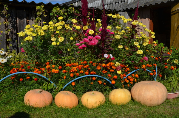 carriage factory - My, Pumpkin, Flowers, The photo, Opochka