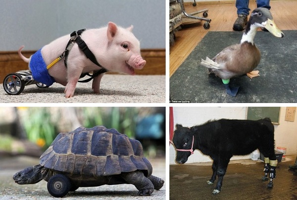 15 animals that got a second chance. - Animals, Prosthetics, Veterinary, , Longpost