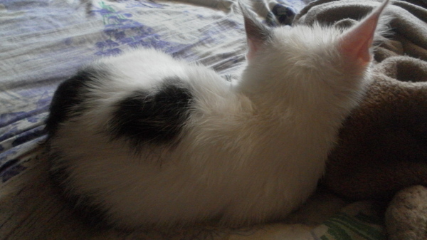 Almost a heart for YOU, pikabushniki :) - My, cat, Spot, Heart