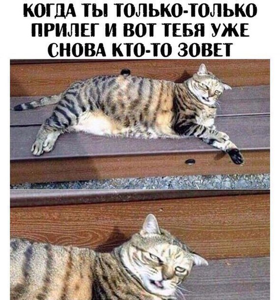 It's cruel!) - Humor, Funny, cat, Vital