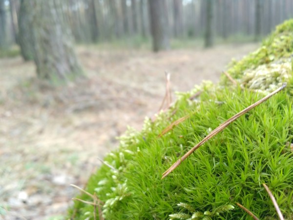 Moss on a stump in the forest - My, Moss, Stump, Forest