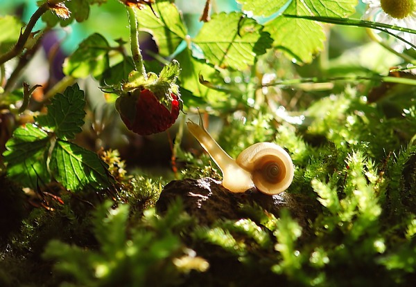 Silent hunt - The photo, Snail, Strawberry, Yummy