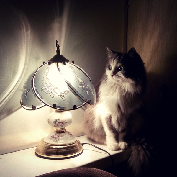 Cat with a lamp (Cat Mouse version) - My, cat, Cat with lamp, The time has come