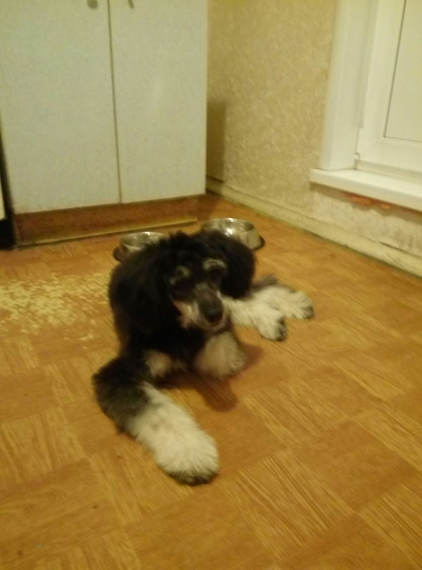 Dear pikabushniks from Moscow, help Buba find a new home! - Puppies, Dog, Help, Good boy, Longpost