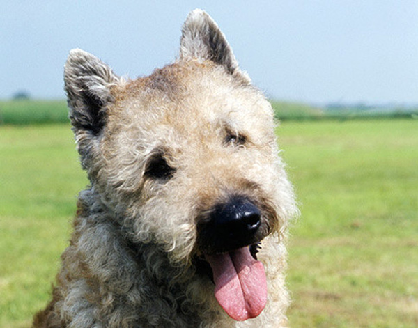 Lakenois - Fluffy, Dog, Humor, Curls, Sheepdog