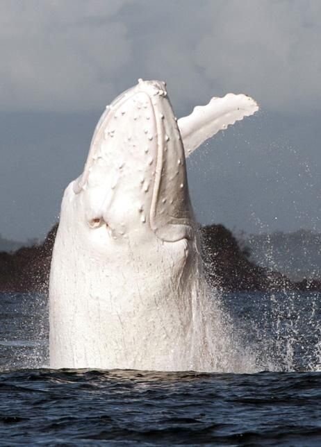 Rare white whale off the coast of Australia - White Whale, Australia, Likefsh