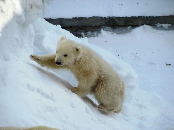 Kolymana took the bear cub for the first walk - Yakutia, Yakutsk, , Kolymana, Mikhail Lomonosov, Teddy bears, The photo, Longpost, Video, Orto Doidu Zoo
