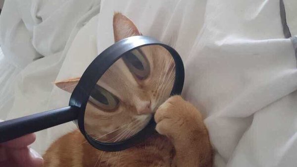 For the stupid cat :) - cat, Animals, Magnifier