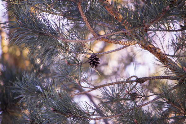 Первые шаги в новом хобби - Моё, Canon 600D, Зима, Сосна