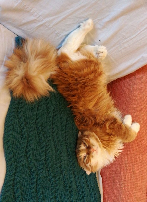 Photo shoots with a cat - My, cat, , Needlework, Knitting, Knitting a sweater, Longpost, , Sleeping cats