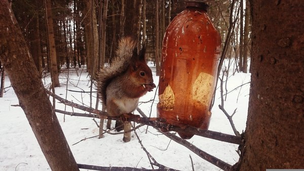 Traktir Squirrels Tail - My, Nature, Livestock, Squirrel, Hrum, Animals