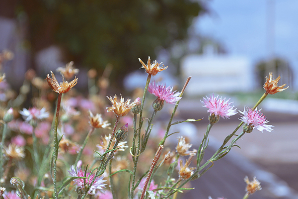 Flowers. - My, The photo, Elena Nikulina, Flowers, Nikon d3100