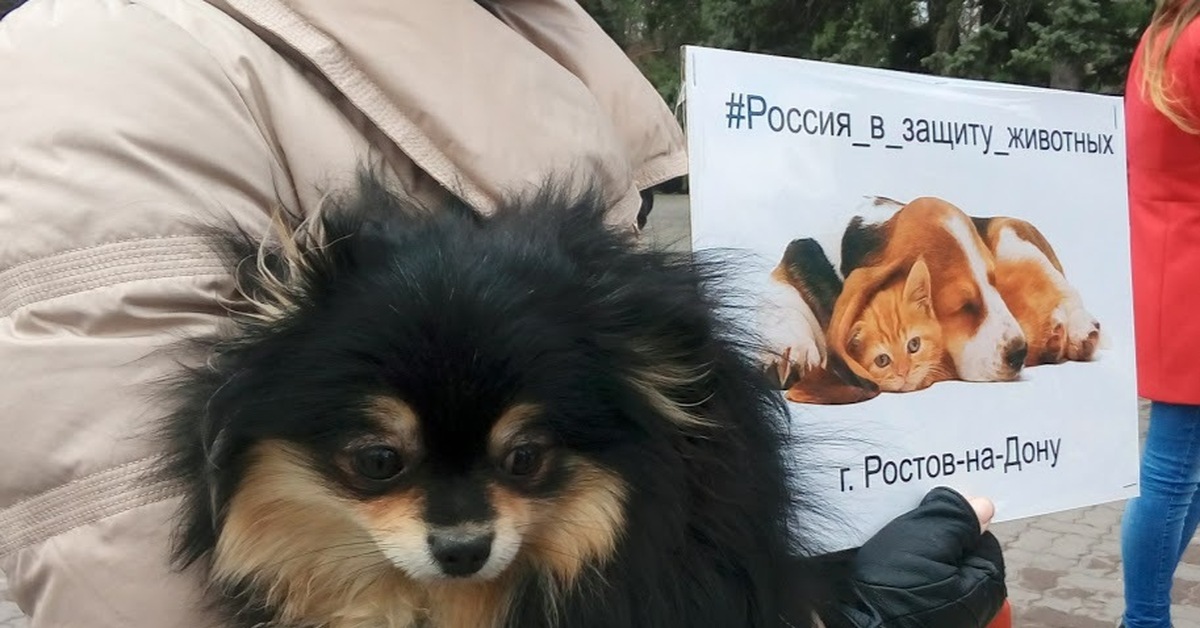 Собачий приют в ростове на дону фото собак