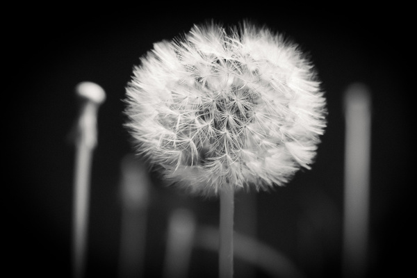 Lines - My, Dandelion, Black and white