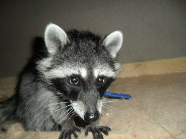 Cyrano de Bergerac - Disproportion, Raccoon