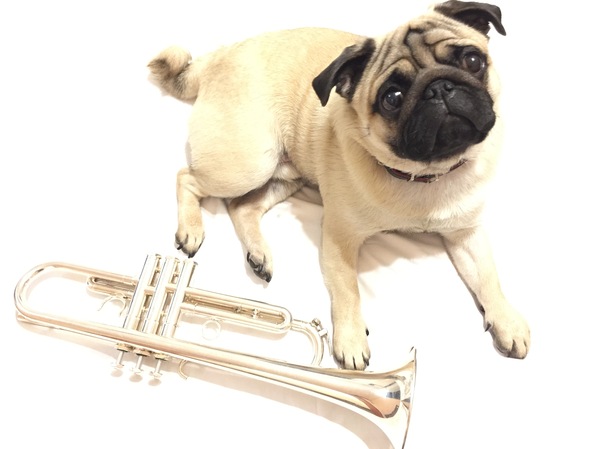 Hey I play trumpet - My, Pug, Pipe, Dog, , 