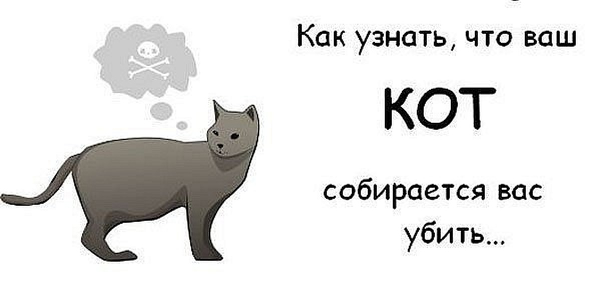 Кошка хочет кота. Хочу кота. Кот хочет вас убить. Как понять что ваш кот хочет вас убить. Как узнать что кот хочет тебя убить.