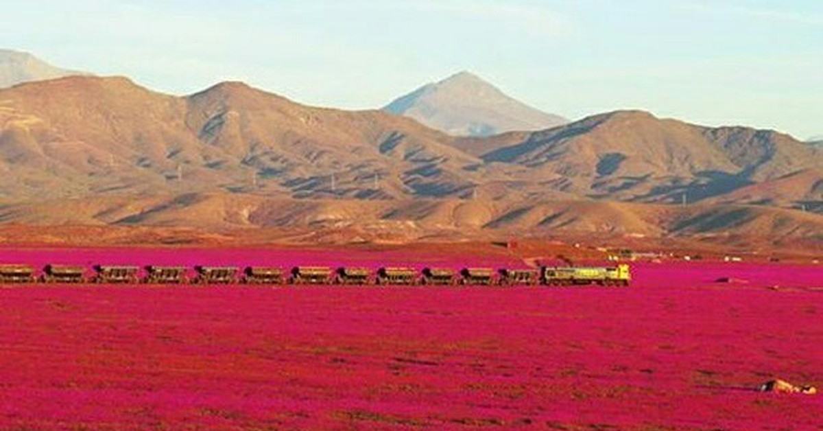 Desert bloom. Цветущая пустыня Атакама. Чили пустыня Атакама. Чили Атакама цветы. Цветущая пустыня. Пустыня Атакама, Чили.