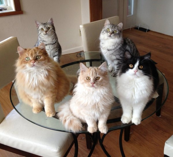 I have two news for you! - Round table, cat, Attention, Expectation
