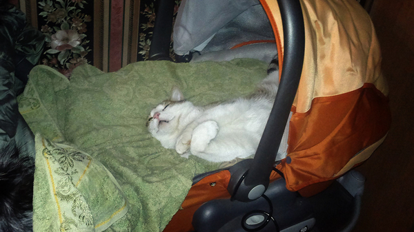 ��� ���������� �� ������