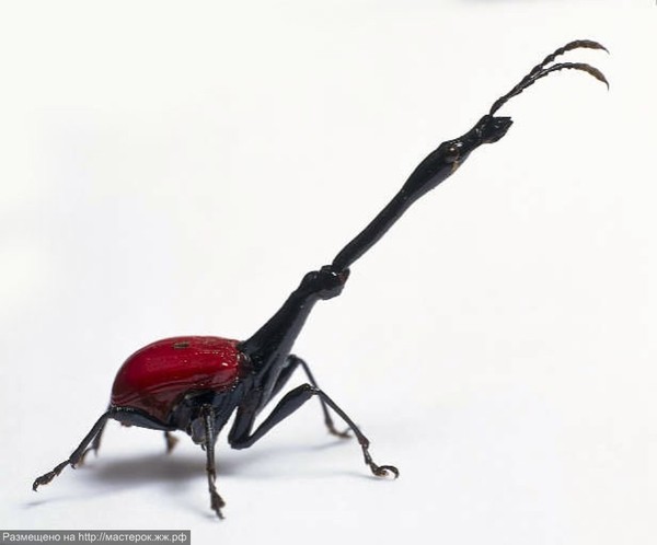 Giraffe weevil - Weevil, Жуки, Insects, Longpost