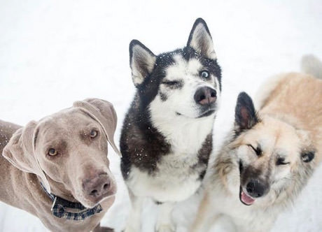 Three types of people in a group photo. - The photo, Dog