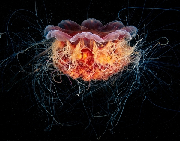 Queen of the cold seas - , Jellyfish
