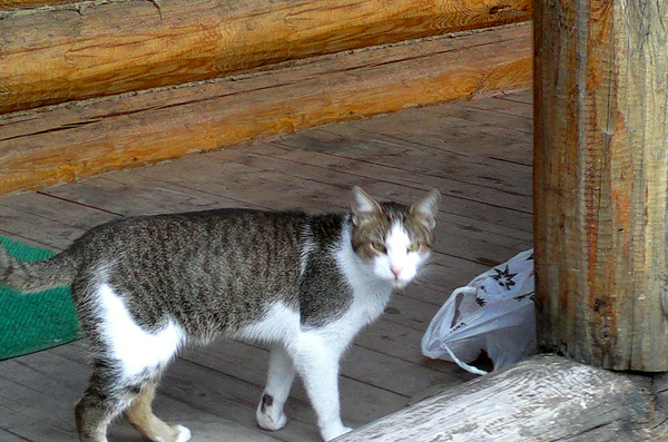 ��� - ������ ���������� �������