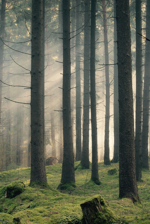 Morning in the forest - My, Forest, Republic of Belarus, Fog, Morning, The photo