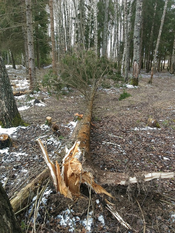 There was a breeze today... - Tree, 